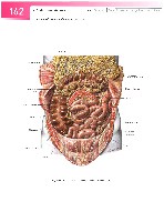 Sobotta  Atlas of Human Anatomy  Trunk, Viscera,Lower Limb Volume2 2006, page 169